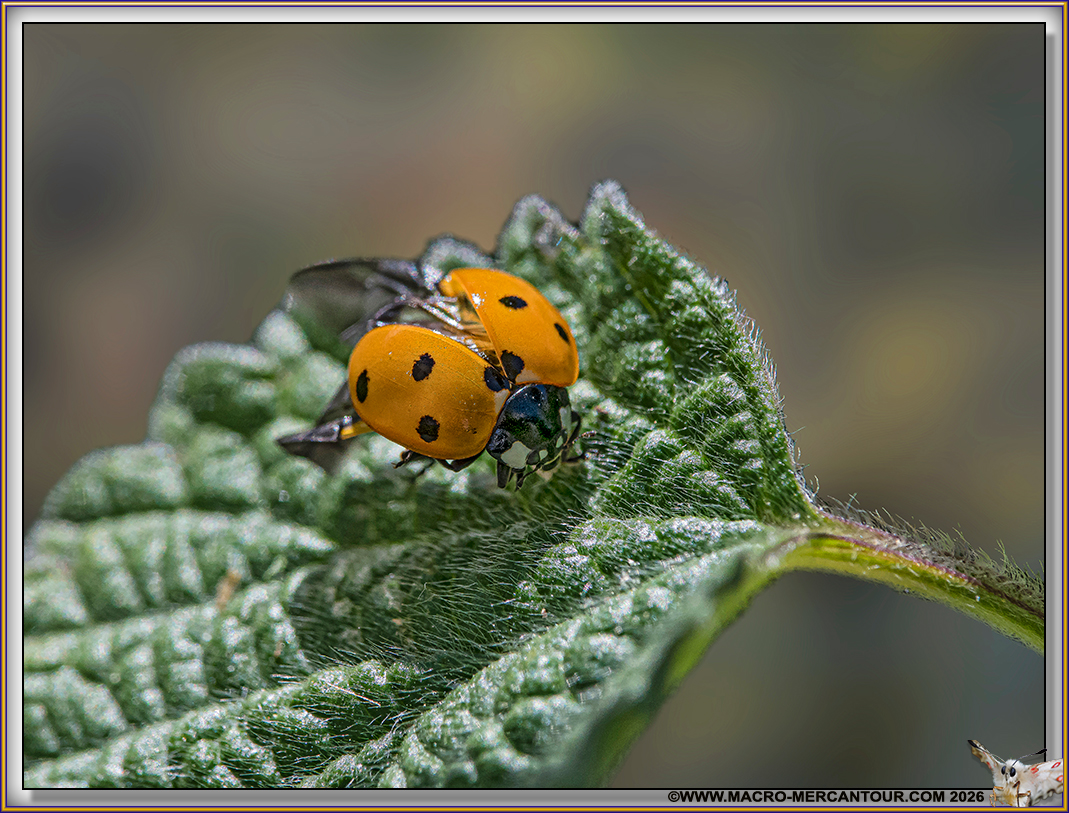 Coccinelles